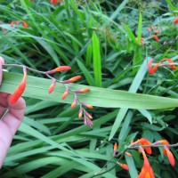 Montbretia